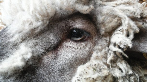 羊的眼睛图片下载