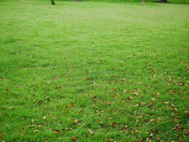 草地草地纹理背景图片下载