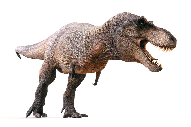 3d霸王龙渲染在白色的背景图片下载