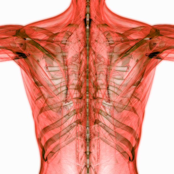 人体肌肉解剖学图片下载