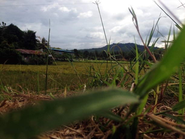 绿色农田，保和岛，菲律宾图片下载