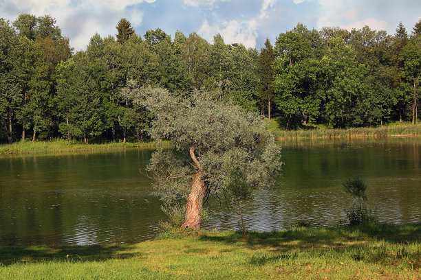 孤独的柳树图片下载