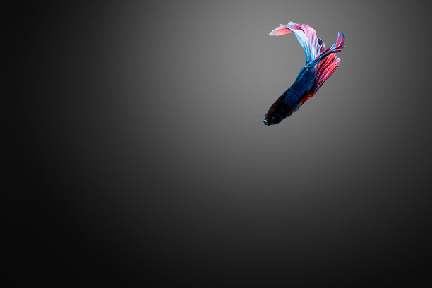 斗鱼之美。图片下载