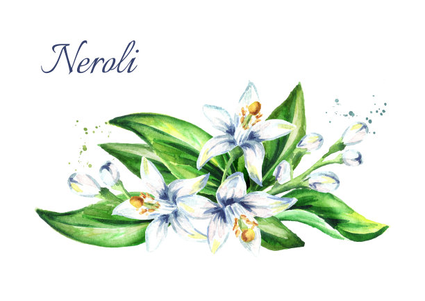 橙花油分支。水彩手绘插图，孤立的白色背景图片下载