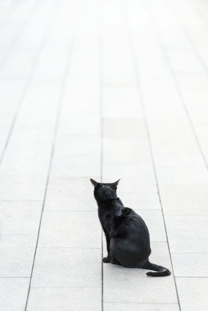一只流浪猫坐在土耳其的人行道上等待图片下载