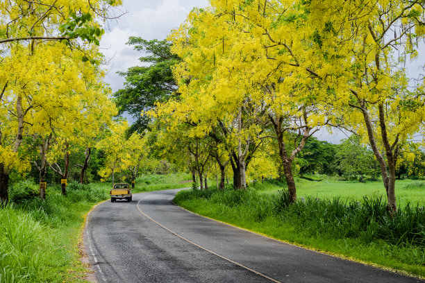 树花，路在田间图片下载