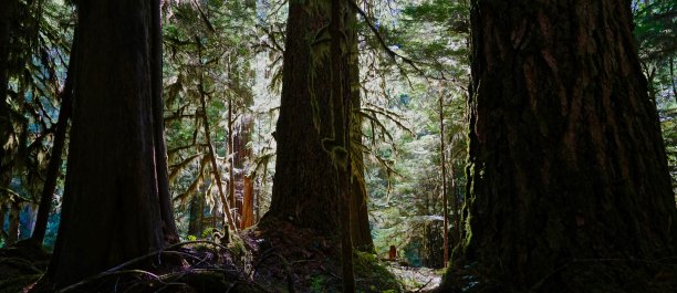 俄勒冈老生长三位一体图片下载