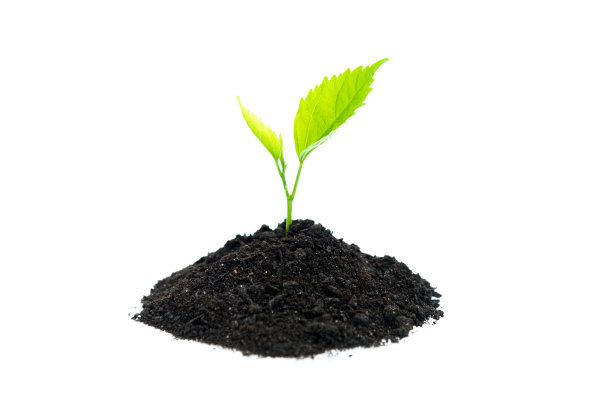 白色背景的土壤上长出了幼苗图片下载