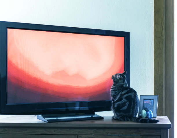 好奇的小猫坐着看电视图片下载