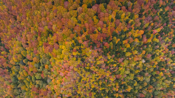 神奇的空中树图片下载