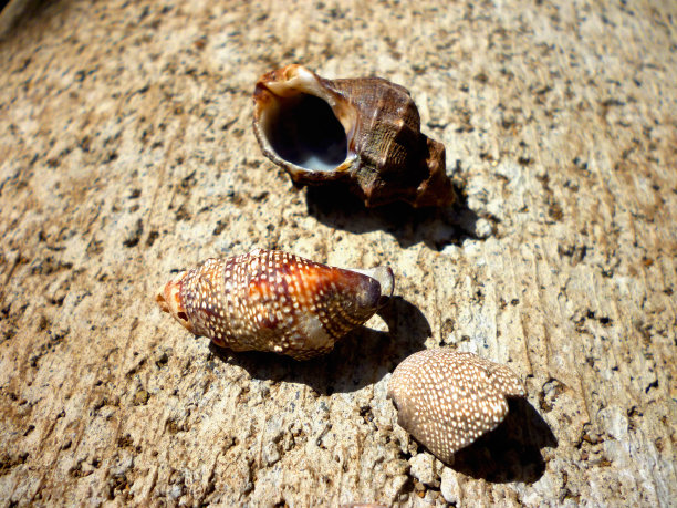 死贝壳图片下载