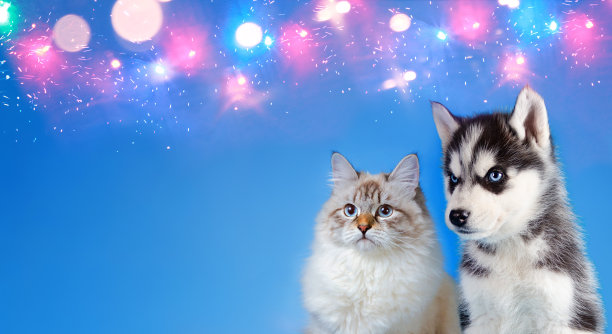 猫和狗一起，涅瓦化装猫，西伯利亚哈士奇小狗在蓝色闪闪发光的背景与地方的copyspace图片下载