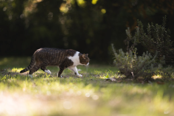 猫在徘徊图片下载