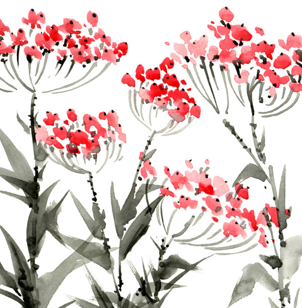 野生草甸花的水彩和水墨插图图片下载