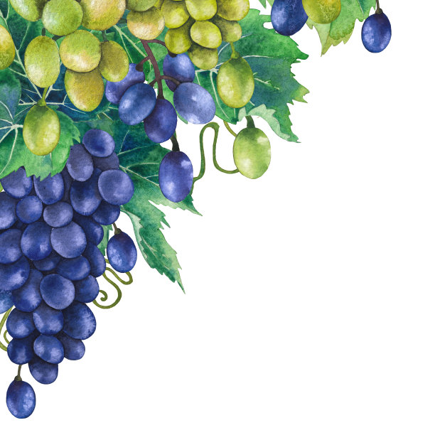 树枝上挂着一串串蓝白相间的葡萄图片下载