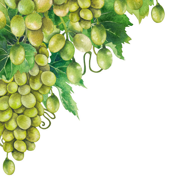 一串串白葡萄挂在树枝上图片下载