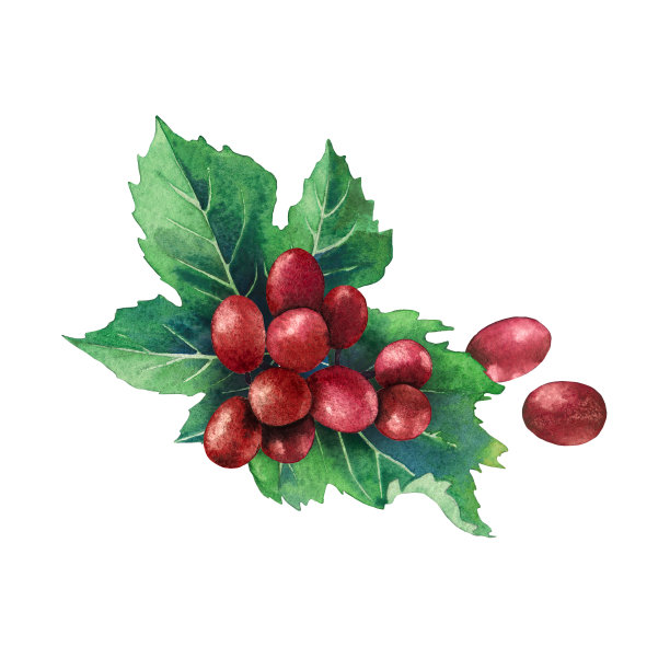 用树叶装饰的水彩红葡萄串图片下载