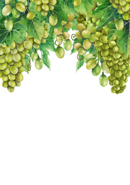 一串串白葡萄挂在树枝上图片下载