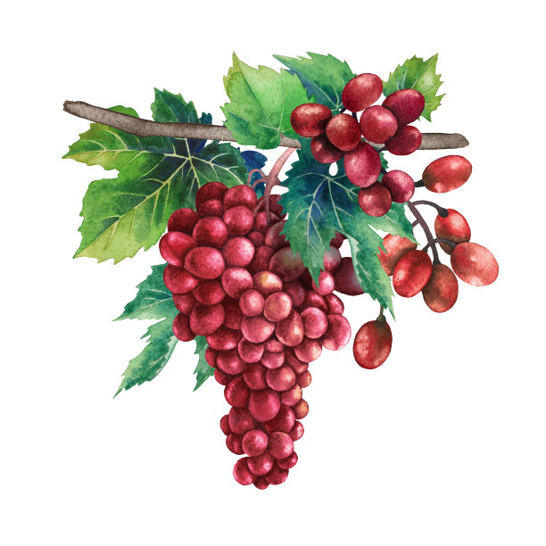 树枝上挂着一串串红葡萄图片下载