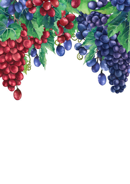 用水彩把一串串红蓝相间的葡萄画在树枝上图片下载