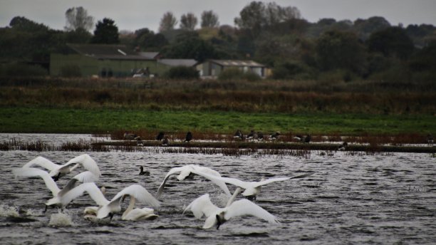 一张大天鹅起飞的照片图片下载