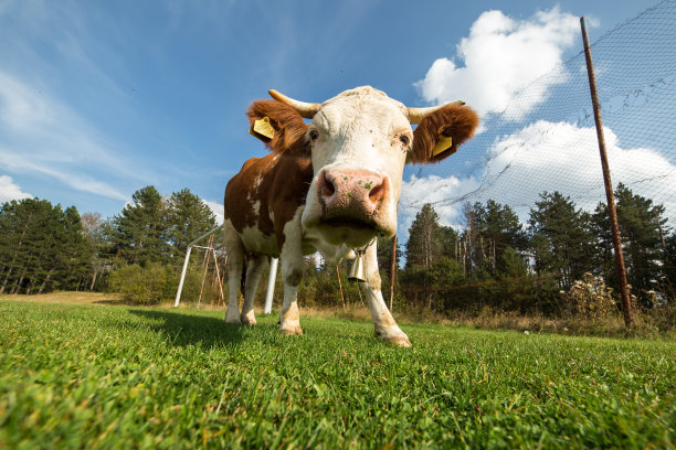 夏日草地上的奶牛图片下载
