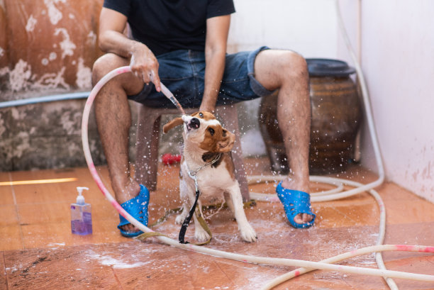 男人和可爱的小猎犬正在洗澡图片下载