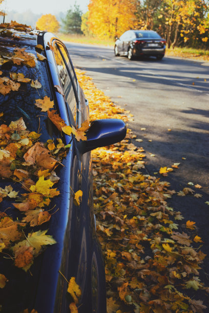 秋天道路上有落叶的汽车图片下载