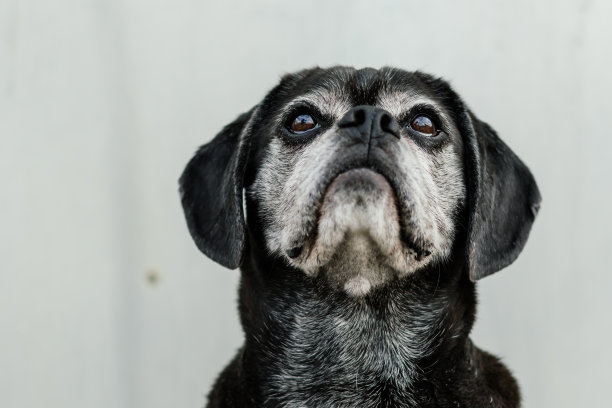 哈巴狗的肖像图片下载