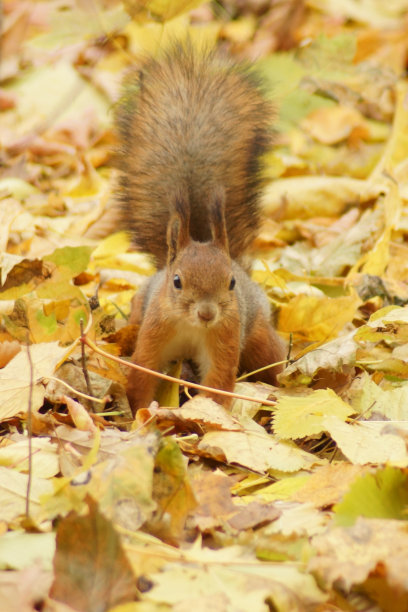 秋天来了图片下载