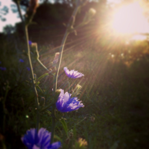 阳光下的紫花图片下载
