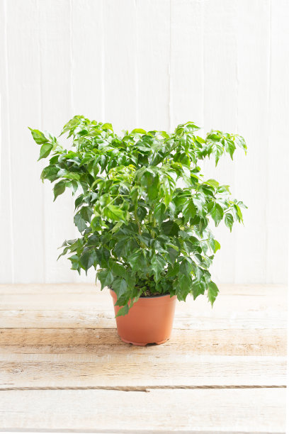 Radermahera在花盆里，背景是浅色的木头图片下载