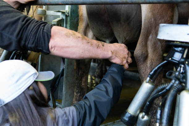 奶农教一个女孩如何挤牛奶图片下载