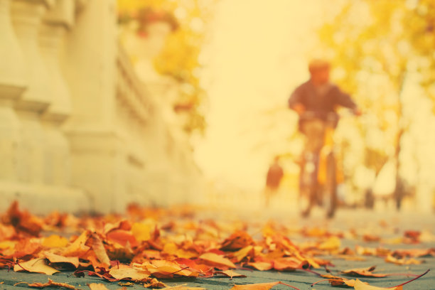 城市公园人行道上的落叶图片下载