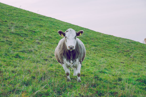 城市Korneti,拉脱维亚。奶牛和草地，秋高气爽的日子。旅游自然照片2018。图片下载