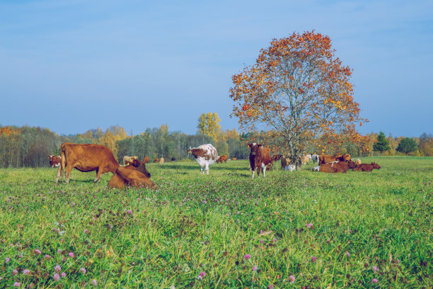 城市Korneti,拉脱维亚。奶牛和草地，秋高气爽的日子。旅游自然照片2018。图片下载