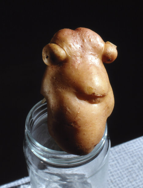 土豆。图片下载