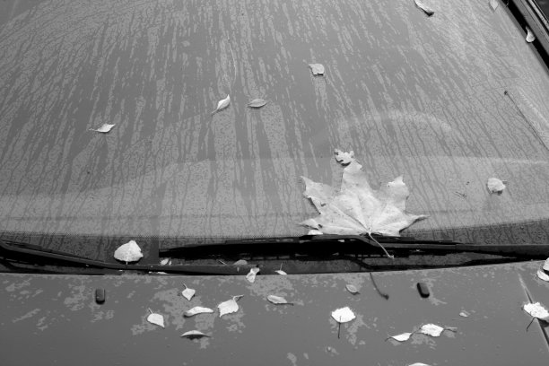 汽车上满是黑色和白色的落叶。图片下载