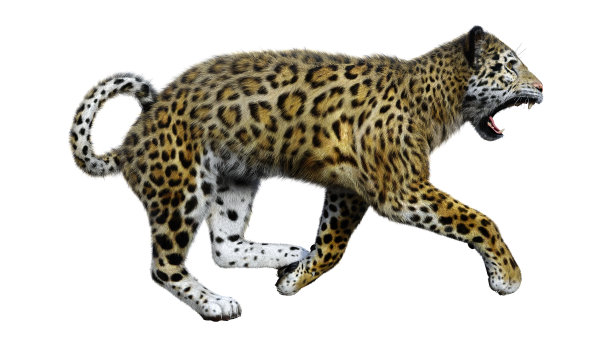3D插图大猫美洲虎在白色图片下载