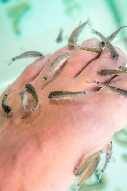 在一个男人脚下的鱼池里吃鱼图片下载