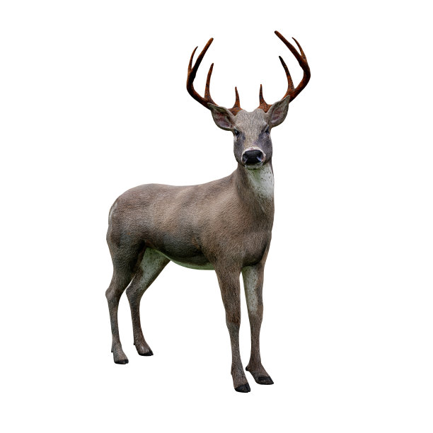 可爱的白尾鹿看着相机，孤立在白色的背景图片下载