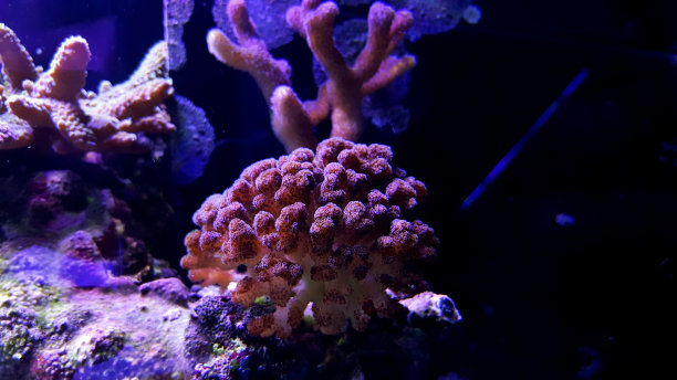 珊瑚虫(短珊瑚虫)珊瑚在暗礁水族馆图片下载