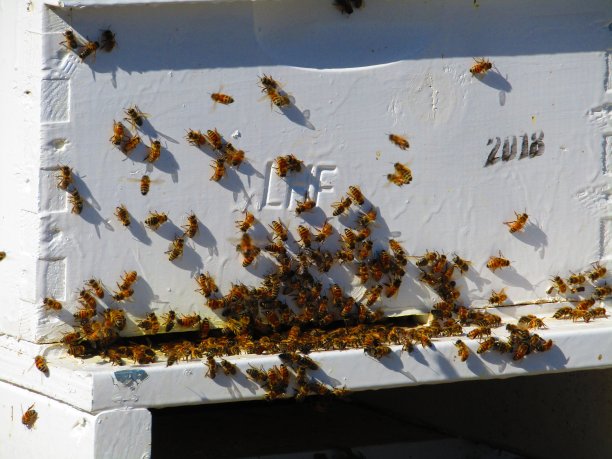 活跃的盒装蜂巢图片下载