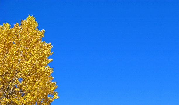 金色的秋天，树上有金色的叶子，复制空间，模板图片下载