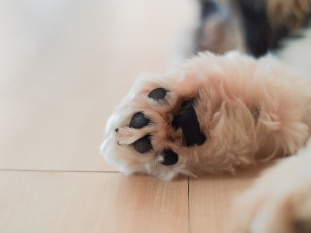 一只可爱的小狗爪子图片下载