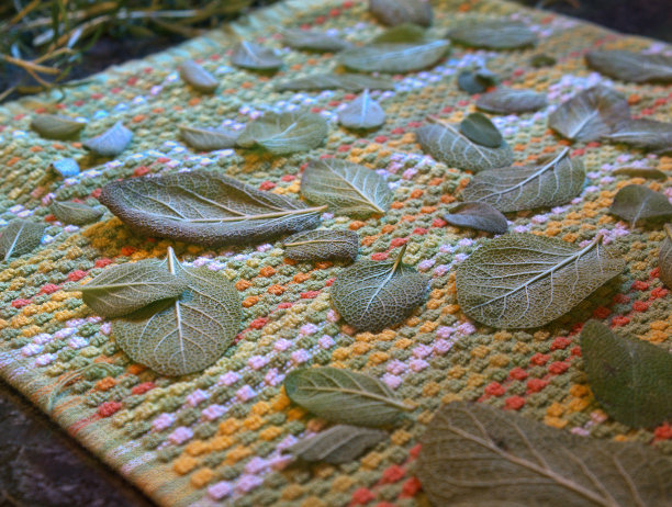 干鼠尾草叶子图片下载