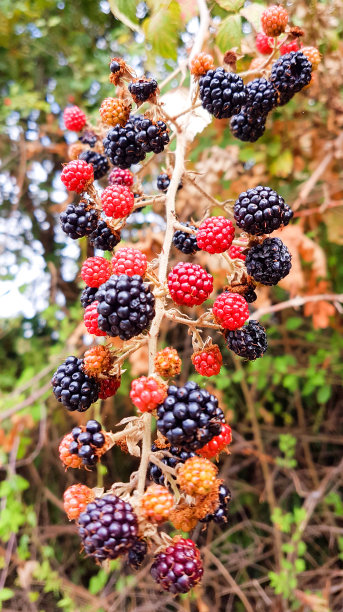 黑莓是自然界中红色和黑色的黑莓果实图片下载