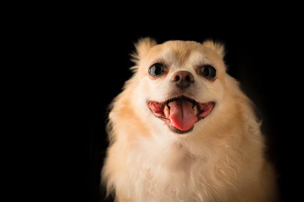 可爱的棕色吉娃娃微笑在黑色的背景图片下载