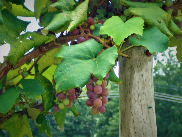 葡萄园图片下载