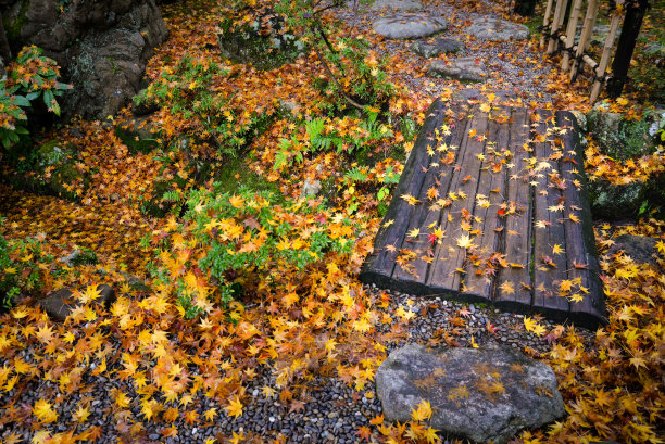 落在人行道上的枫叶图片下载